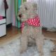 Kutya Airedale terrier