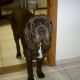 Kutya Mastino Napoletano