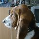 Kutya Basset hound