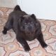 Kutya Chow-chow