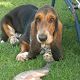 Kutya Basset hound