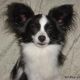 Kutya Papillon