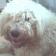 Kutya Bobtail