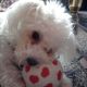 Kutya Bichon bolognese