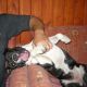 Kutya Amerikai staffordshire terrier
