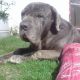 Kutya Mastino Napoletano