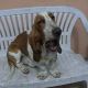 Kutya Basset hound
