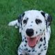 Kutya Dalmata