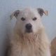 Kutya Kuvasz