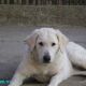 Kutya Kuvasz