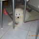 Kutya Samoyede