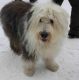 Kutya Bobtail