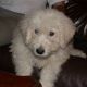 Kutya Komondor