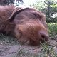 Kutya Német vizsla