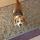 Szuzi, Beagle