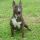 Zizi, Bullterrier