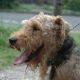 Kutya Welsh terrier