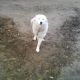 Kutya Kuvasz
