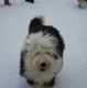 Kutya Bobtail