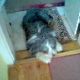 Kutya Bearded collie