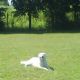 Kutya Kuvasz