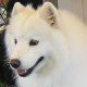 Kutya Samoyede