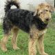 Kutya Airedale terrier