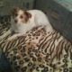 Kutya Landseer