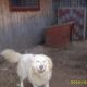 Kutya Kuvasz