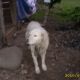Kutya Kuvasz