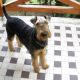 Kutya Airedale terrier