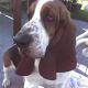 Kutya Basset hound
