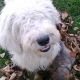 Kutya Komondor