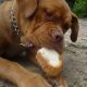 Kutya Bordeaux-i dog
