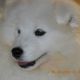 Kutya Samoyede