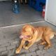 Kutya Bordeaux-i dog