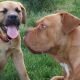 Kutya Bordeaux-i dog