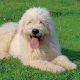 Kutya Komondor