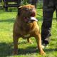 Kutya Bordeaux-i dog