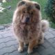 Kutya Chow-chow