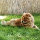 Kutya Chow-chow