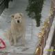 Kutya Kuvasz