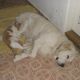 Kutya Golden retriever