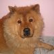 Kutya Chow-chow