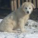 Kutya Kuvasz