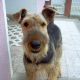 Kutya Airedale terrier