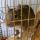 Füles, Degu