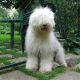 Kutya Bobtail