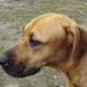 Kutya Rhodesian Ridgeback