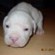 Kutya Amerikai bulldog
